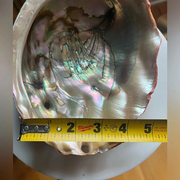 Vintage Red Abalone Shell. Excellent luster. Collector piece. - Picture 5 of 12